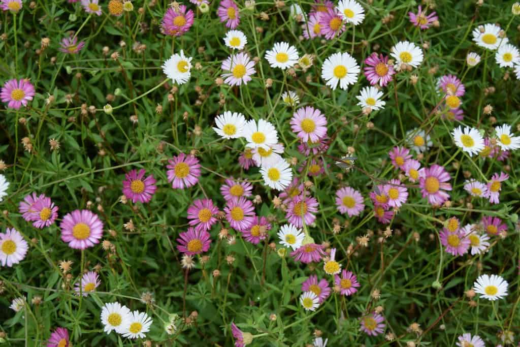 Erigeron karvinskianus 'Profusion' ---
